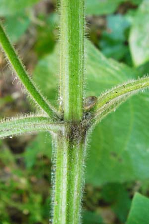Stachys sylvatica \ Wald-Ziest / Hedge Woundwort, D Schelklingen 10.7.2015