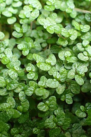 Soleirolia soleirolii \ Bubik�pfchen / Baby's Tears, D Karlsruhe 3.10.2015