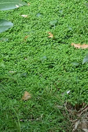 Soleirolia soleirolii \ Bubik�pfchen / Baby's Tears, D Karlsruhe 3.10.2015