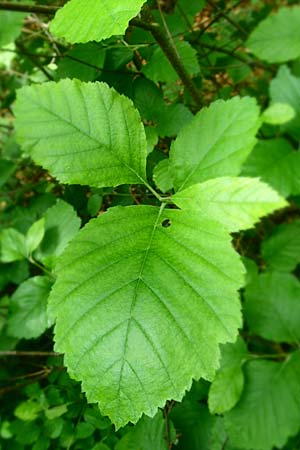 Sorbus seyboldiana \ Seybolds Mehlbeere / Seybold's Whitebeam, D Werbachhausen 4.6.2016