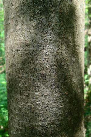 Sorbus seyboldiana \ Seybolds Mehlbeere / Seybold's Whitebeam, D Werbachhausen 4.6.2016