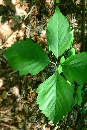 Sorbus seyboldiana \ Seybolds Mehlbeere / Seybold's Whitebeam, D Werbachhausen 4.6.2016