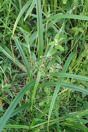 Scirpus sylvaticus \ Wald-Simse, Wald-Binse / Wood Club-Rush, D Schwarzwald/Black-Forest, Alpirsbach 9.6.2016