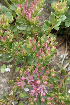 Sedum spurium \ Kaukasischer Mauerpfeffer / Caucasian Stonecrop, D Ettlingen 26.6.2016