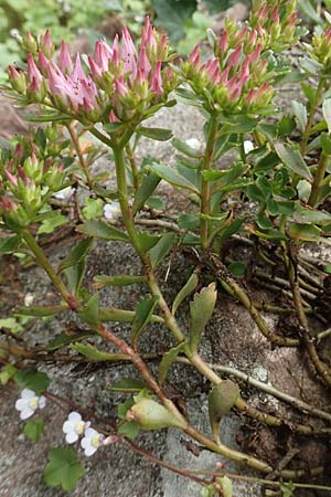 Sedum spurium \ Kaukasischer Mauerpfeffer / Caucasian Stonecrop, D Ettlingen 26.6.2016