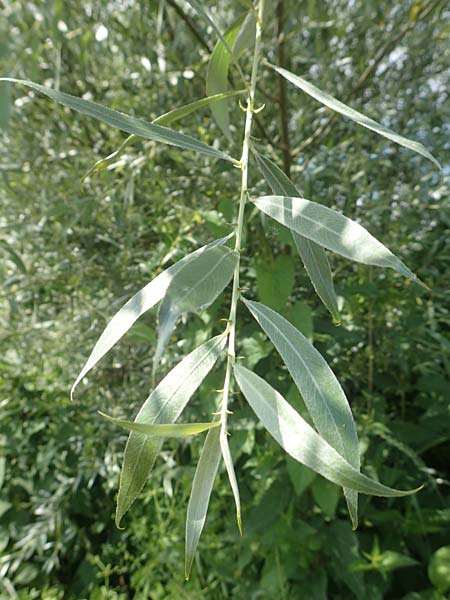 Salix alba var. sericea \ Seidenhaarige Silber-Weide / Silk-Haired White Willow, D G&uuml;nzburg 28.6.2016