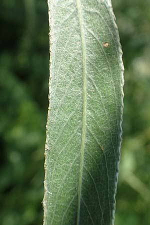 Salix alba var. sericea \ Seidenhaarige Silber-Weide / Silk-Haired White Willow, D G&uuml;nzburg 28.6.2016