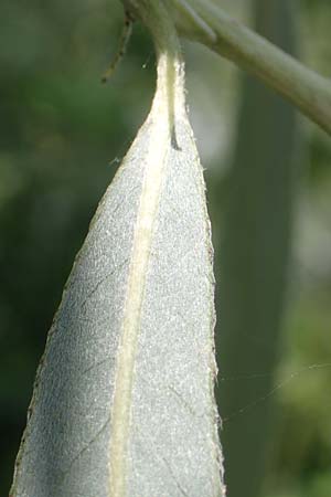 Salix alba var. sericea \ Seidenhaarige Silber-Weide / Silk-Haired White Willow, D G&uuml;nzburg 28.6.2016