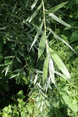 Salix alba var. sericea \ Seidenhaarige Silber-Weide / Silk-Haired White Willow, D G&uuml;nzburg 28.6.2016