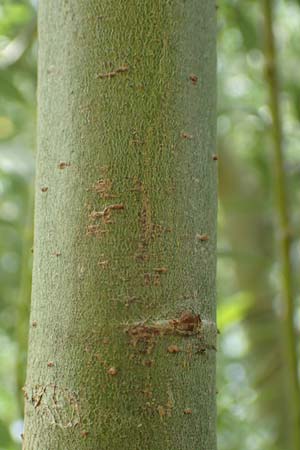 Salix alba var. sericea \ Seidenhaarige Silber-Weide / Silk-Haired White Willow, D G&uuml;nzburg 28.6.2016