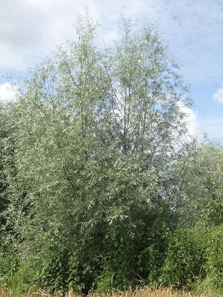 Salix alba var. sericea \ Seidenhaarige Silber-Weide / Silk-Haired White Willow, D G&uuml;nzburg 28.6.2016