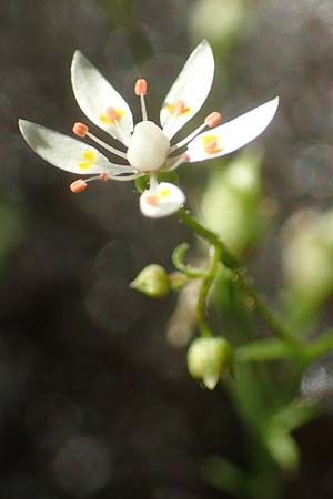 Saxifraga stellaris \ Stern-Steinbrech / Starry Saxifrage, D Schwarzwald/Black-Forest, Feldberg 10.7.2016