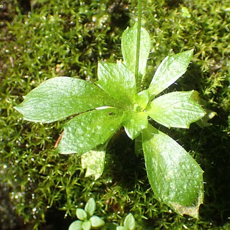 Saxifraga stellaris \ Stern-Steinbrech / Starry Saxifrage, D Schwarzwald/Black-Forest, Feldberg 10.7.2016