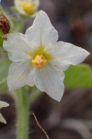 Solanum sarachoides \ Saracha-Nachtschatten / Saracha Nightshade, D Hassloch 1.11.2016