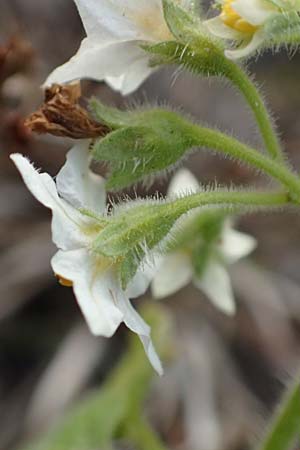 Solanum sarachoides \ Saracha-Nachtschatten / Saracha Nightshade, D Hassloch 1.11.2016