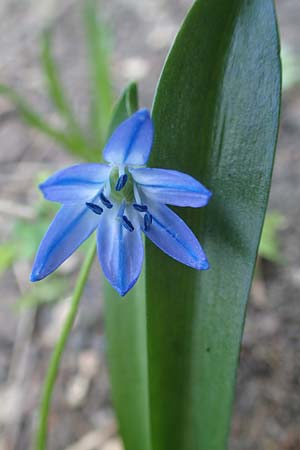 Scilla siberica agg. \ Sibirischer Blaustern / Siberian Squill, D Frankfurt-Bockenh 25.3.2017