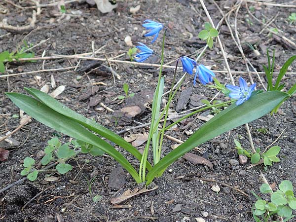 Scilla siberica agg. \ Sibirischer Blaustern / Siberian Squill, D Frankfurt-Bockenh 25.3.2017