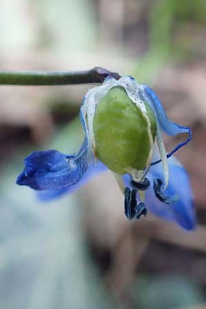 Scilla siberica agg. \ Sibirischer Blaustern / Siberian Squill, D Frankfurt-Bockenh 25.3.2017