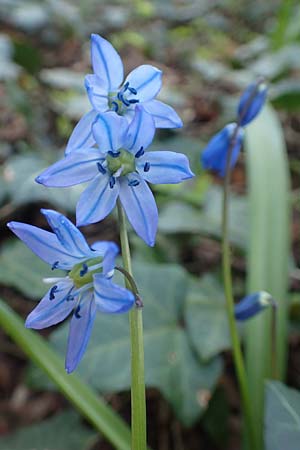 Scilla siberica agg. \ Sibirischer Blaustern / Siberian Squill, D Frankfurt-Bockenh 25.3.2017