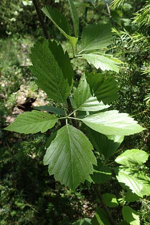 Sorbus seyboldiana \ Seybolds Mehlbeere / Seybold's Whitebeam, D Werbachhausen 20.5.2017