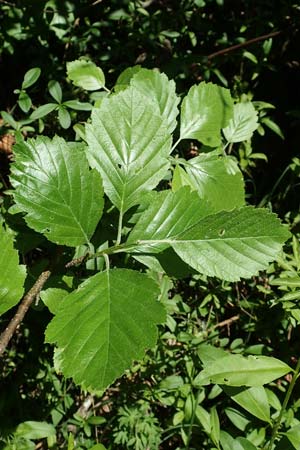 Sorbus seyboldiana \ Seybolds Mehlbeere / Seybold's Whitebeam, D Werbachhausen 20.5.2017