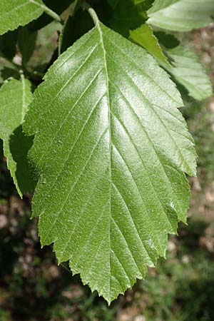 Sorbus seyboldiana \ Seybolds Mehlbeere / Seybold's Whitebeam, D Werbachhausen 20.5.2017