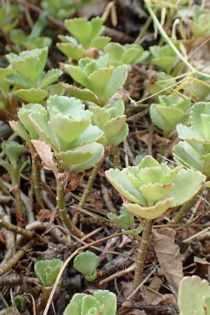 Sedum spurium \ Kaukasischer Mauerpfeffer / Caucasian Stonecrop, D L&uuml;tzelbach 24.6.2017