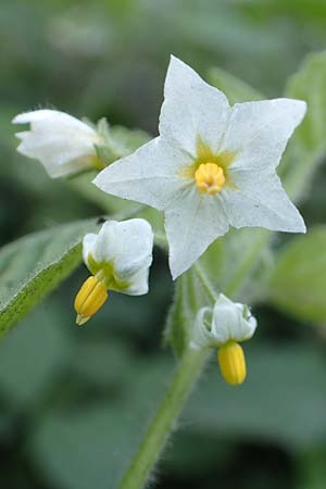Solanum sarachoides \ Saracha-Nachtschatten / Saracha Nightshade, D Neuss 27.9.2017
