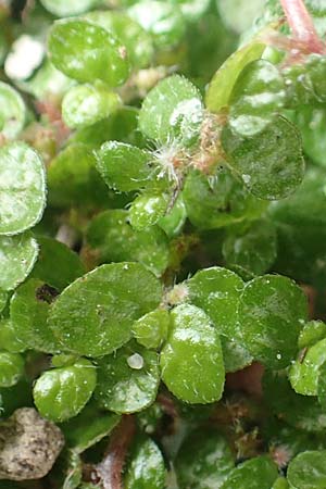 Soleirolia soleirolii \ Bubik�pfchen / Baby's Tears, D Krefeld 23.5.2018