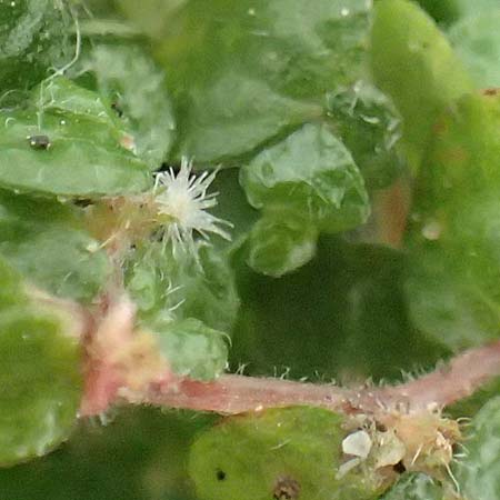 Soleirolia soleirolii \ Bubik�pfchen / Baby's Tears, D Krefeld 23.5.2018