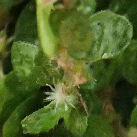 Soleirolia soleirolii \ Bubik�pfchen / Baby's Tears, D Krefeld 23.5.2018