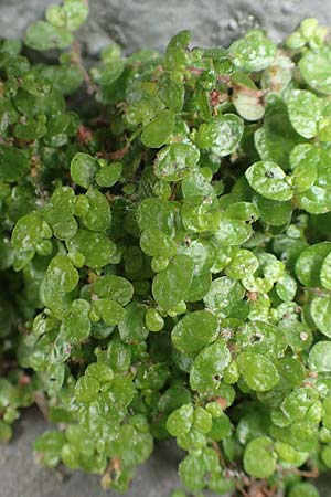 Soleirolia soleirolii \ Bubik�pfchen / Baby's Tears, D Krefeld 23.5.2018