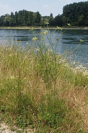 Silaum silaus \ Wiesen-Silge / Pepper Saxifrage, D Philippsburg 7.7.2018