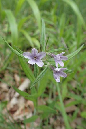 Lithospermum purpurocaeruleum \ Blauroter Steinsame / Purple Gromwell, D K&ouml;nigheim 29.5.2019