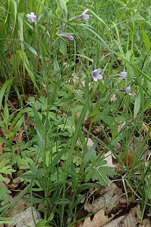 Lithospermum purpurocaeruleum \ Blauroter Steinsame / Purple Gromwell, D K&ouml;nigheim 29.5.2019