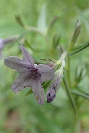 Lithospermum purpurocaeruleum \ Blauroter Steinsame / Purple Gromwell, D K&ouml;nigheim 29.5.2019