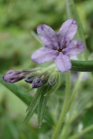 Lithospermum purpurocaeruleum \ Blauroter Steinsame / Purple Gromwell, D K&ouml;nigheim 29.5.2019