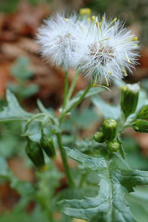 Senecio sylvaticus \ Wald-Greiskraut / Heath Groundsel, D Pf&auml;lzer Wald 31.10.2019