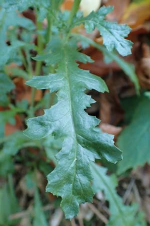 Senecio sylvaticus \ Wald-Greiskraut / Heath Groundsel, D Pf&auml;lzer Wald 31.10.2019