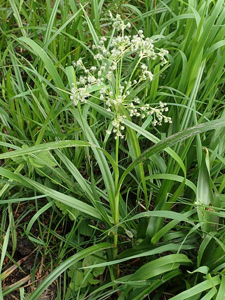 Scirpus sylvaticus, Wald-Simse, Wald-Binse