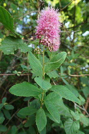 Spiraea x billardii \ Kolben-Spiere, Billards Spierstrauch / Billard's Meadowsweet, D Spessart, Linsengericht-Eidenges&auml;&szlig; 20.6.2020