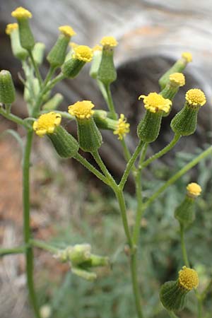 Senecio sylvaticus \ Wald-Greiskraut / Heath Groundsel, D Hunsr&uuml;ck, B&ouml;rfink 18.7.2020