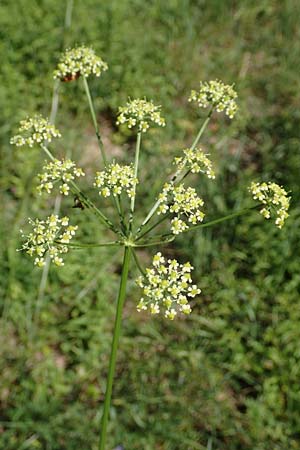 Silaum silaus \ Wiesen-Silge / Pepper Saxifrage, D Ketsch 23.7.2020