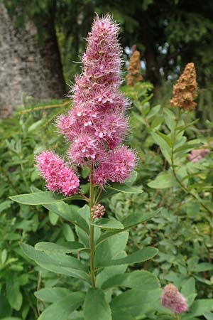 Spiraea x billardii \ Kolben-Spiere, Billards Spierstrauch / Billard's Meadowsweet, D Monschau 27.7.2020