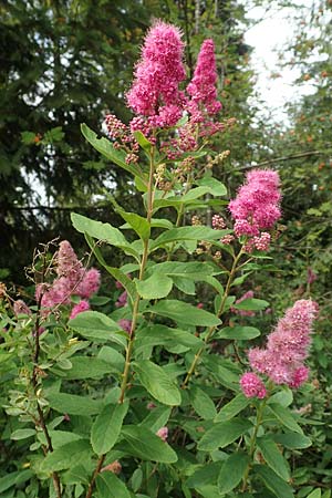 Spiraea x billardii \ Kolben-Spiere, Billards Spierstrauch / Billard's Meadowsweet, D Monschau 27.7.2020