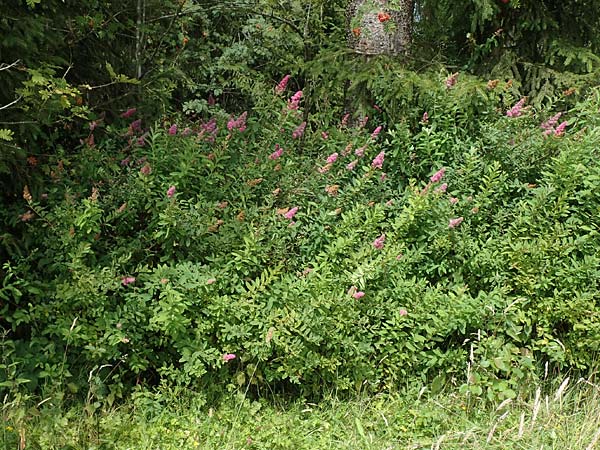 Spiraea x billardii \ Kolben-Spiere, Billards Spierstrauch / Billard's Meadowsweet, D Monschau 27.7.2020