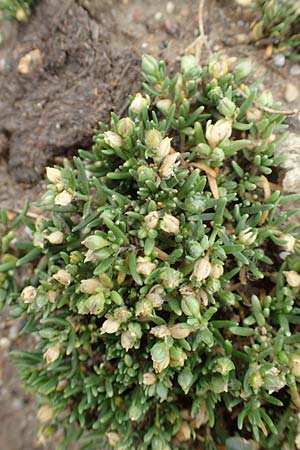 Spergularia marina \ Salz-Schuppenmiere / Lesser Sea Spurrey, D Sachsen-Anhalt, S&uuml;lzetal-S&uuml;lldorf 27.9.2020