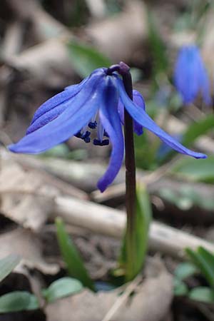 Scilla siberica agg. \ Sibirischer Blaustern / Siberian Squill, D Ludwigshafen 3.3.2021