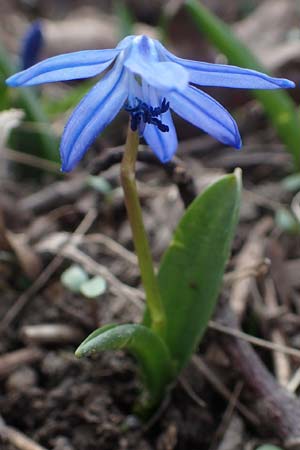 Scilla siberica agg. \ Sibirischer Blaustern / Siberian Squill, D Ludwigshafen 3.3.2021