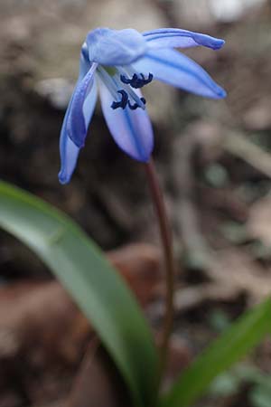 Scilla siberica agg. \ Sibirischer Blaustern / Siberian Squill, D Ludwigshafen 3.3.2021